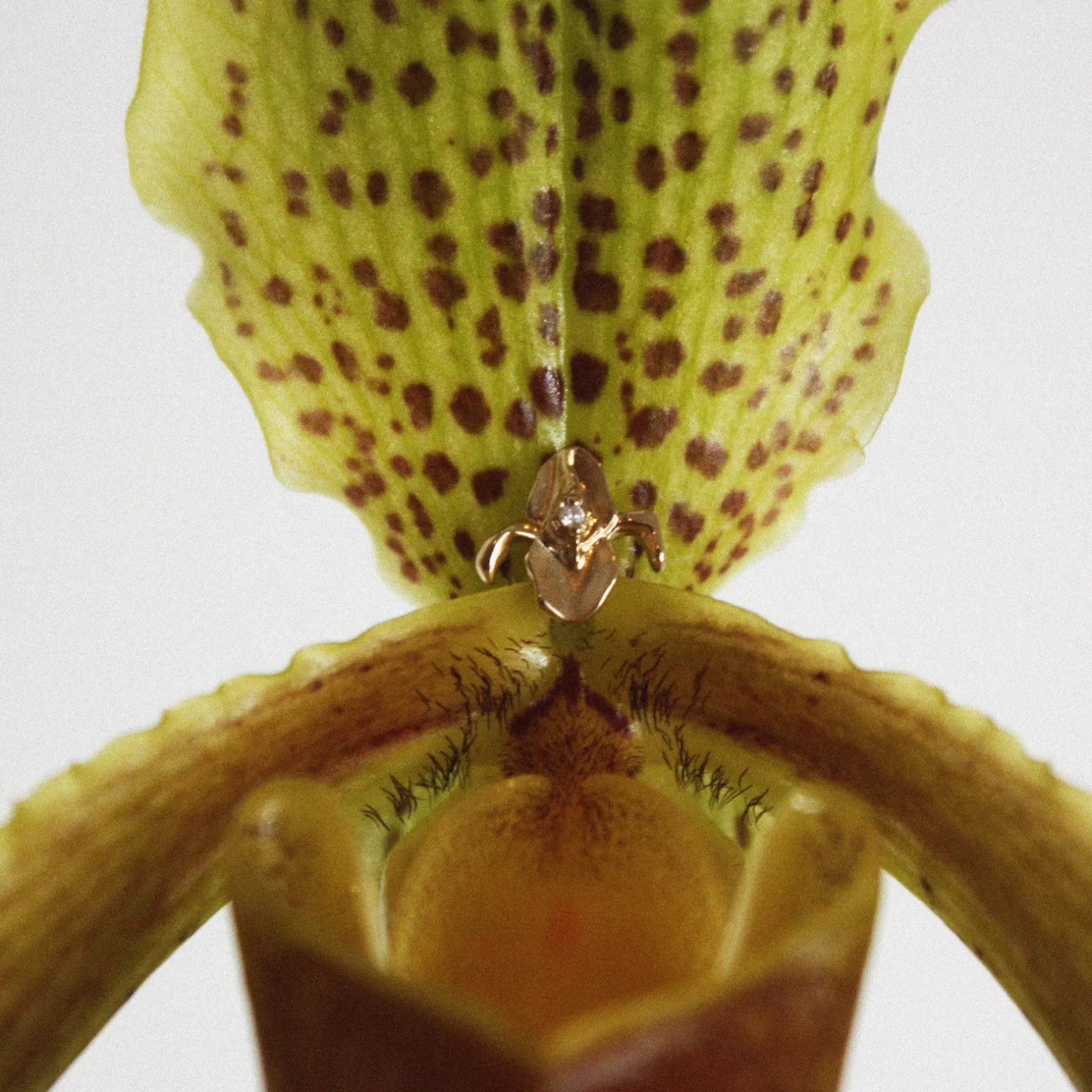 irisistible_stud_3.webp Anissa Kermiche Iris-Istible Stud Outlet